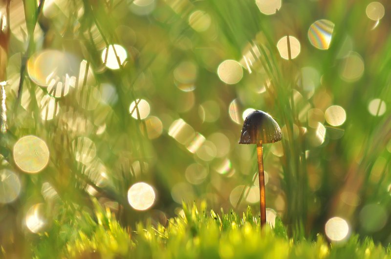 Солянка грибная :) фото превью