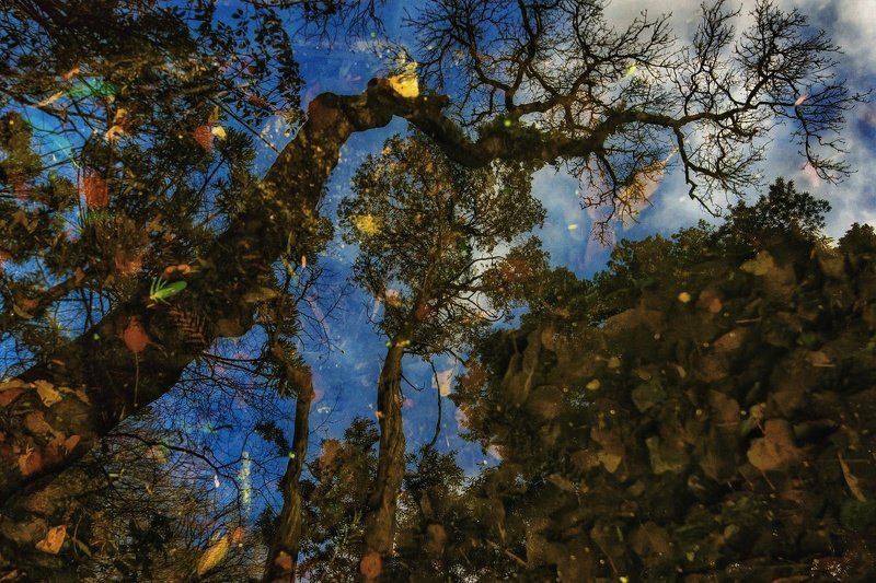 отражение, вода, деревья, листья,синтра, португалия Отражение фото превью