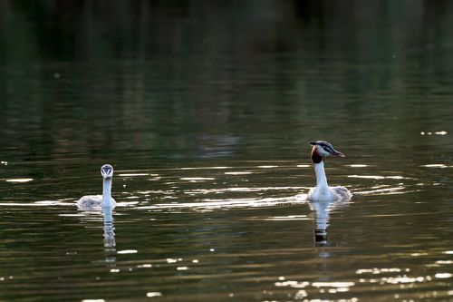 Мама и малыш