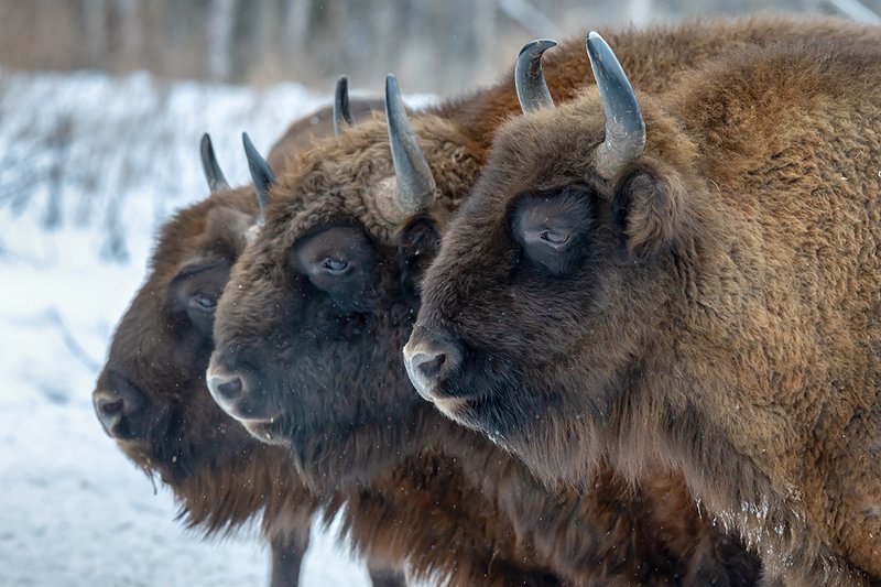Зубр, Калужские засеки, заповедник, лес Три богатыря фото превью