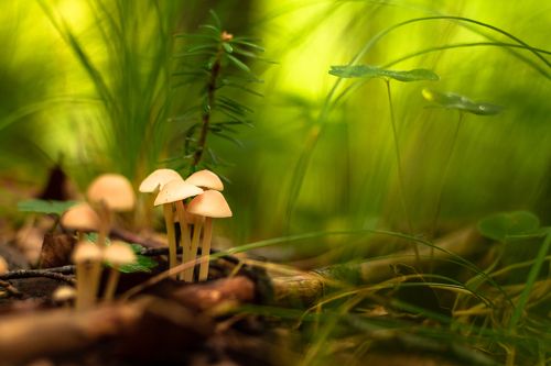 fungi in the forest