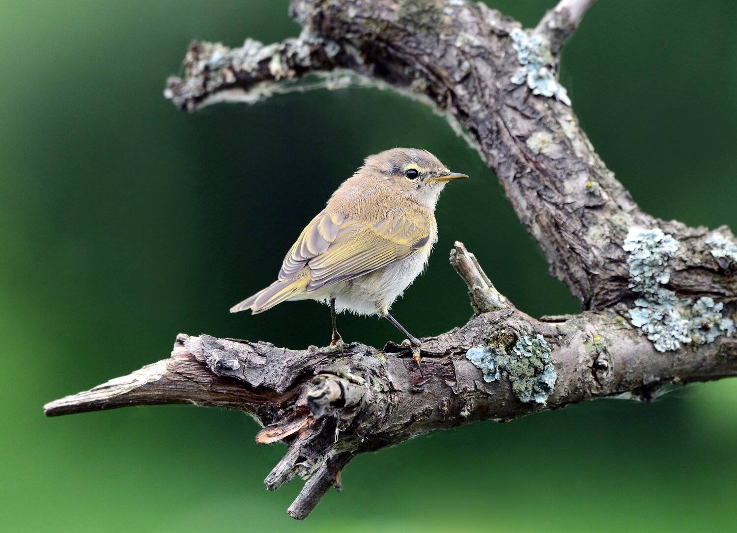 молодая птица., Михаил Белоусов