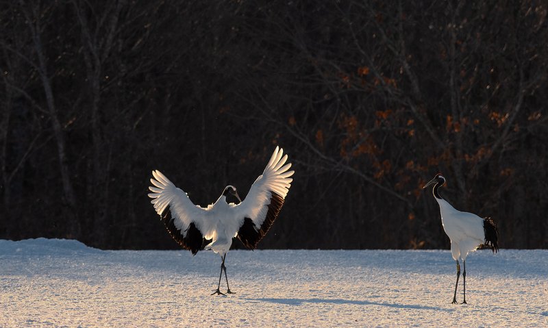 Dance фото превью