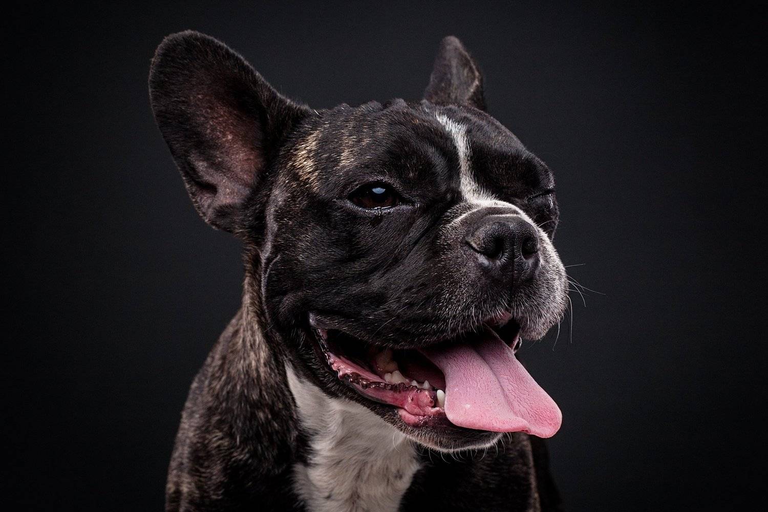 собака, портрет, студия, бульдог, Евгений Дёгтев