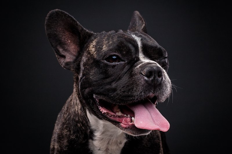 собака, портрет, студия, бульдог Оззи фото превью