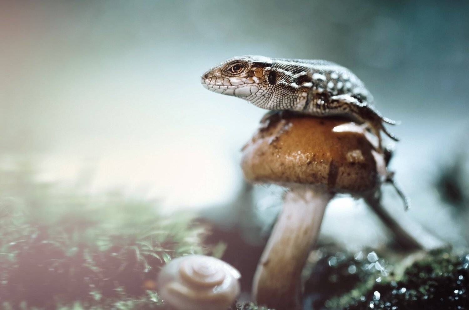 , Лапшина Владлена