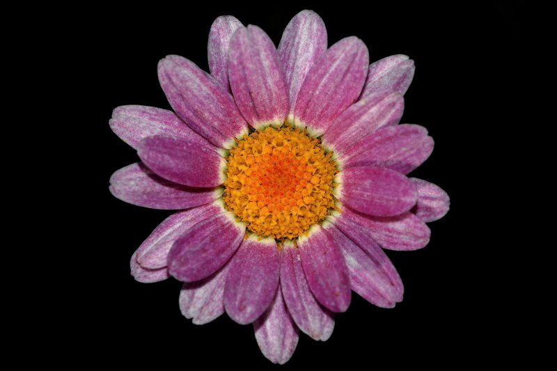 #448 фото превью