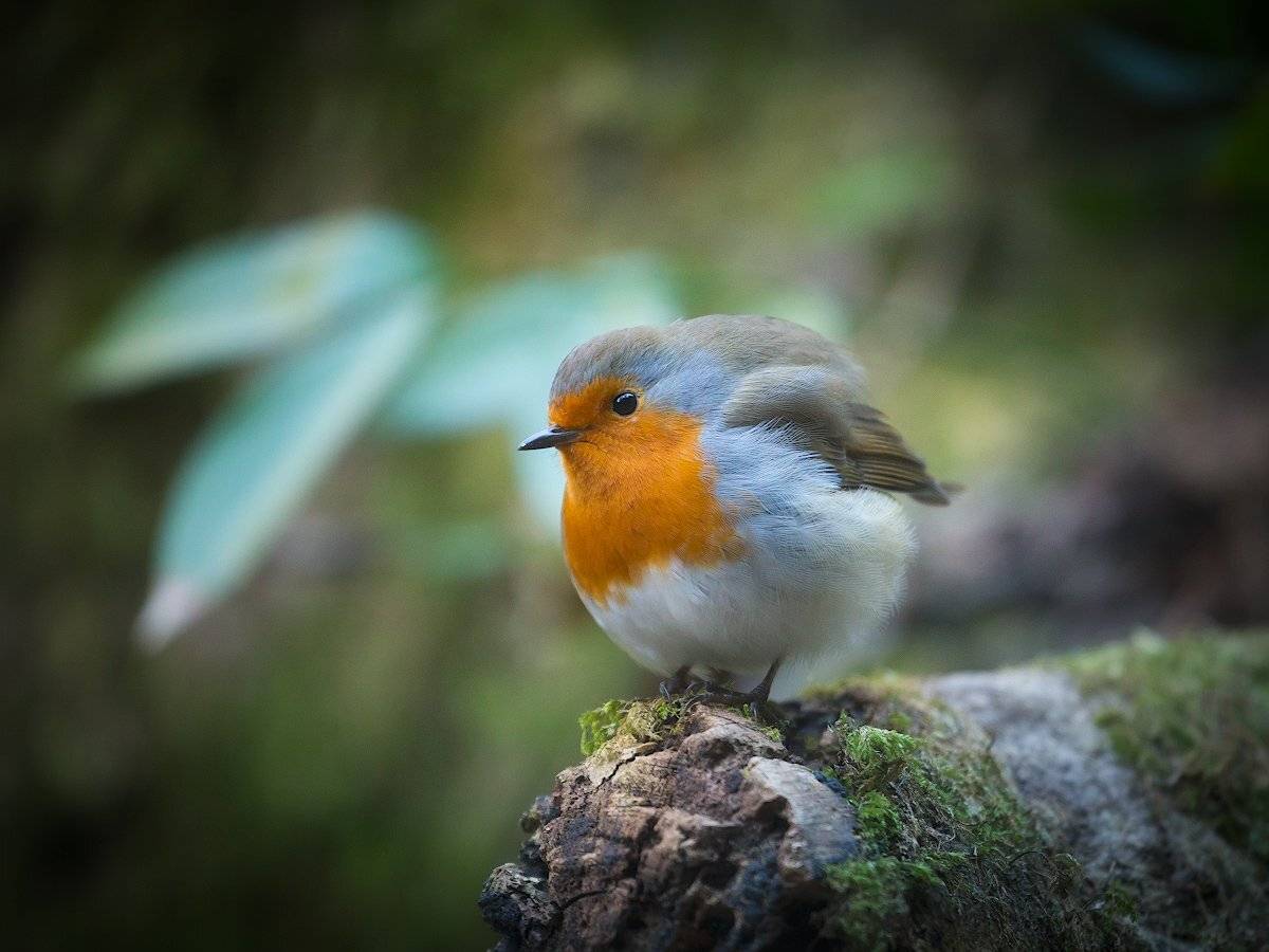 зарянка, малиновка, птица, фотоохота, Алексей Марголин
