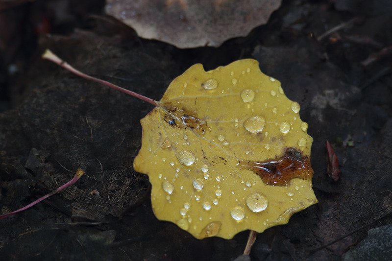 про осень фото превью