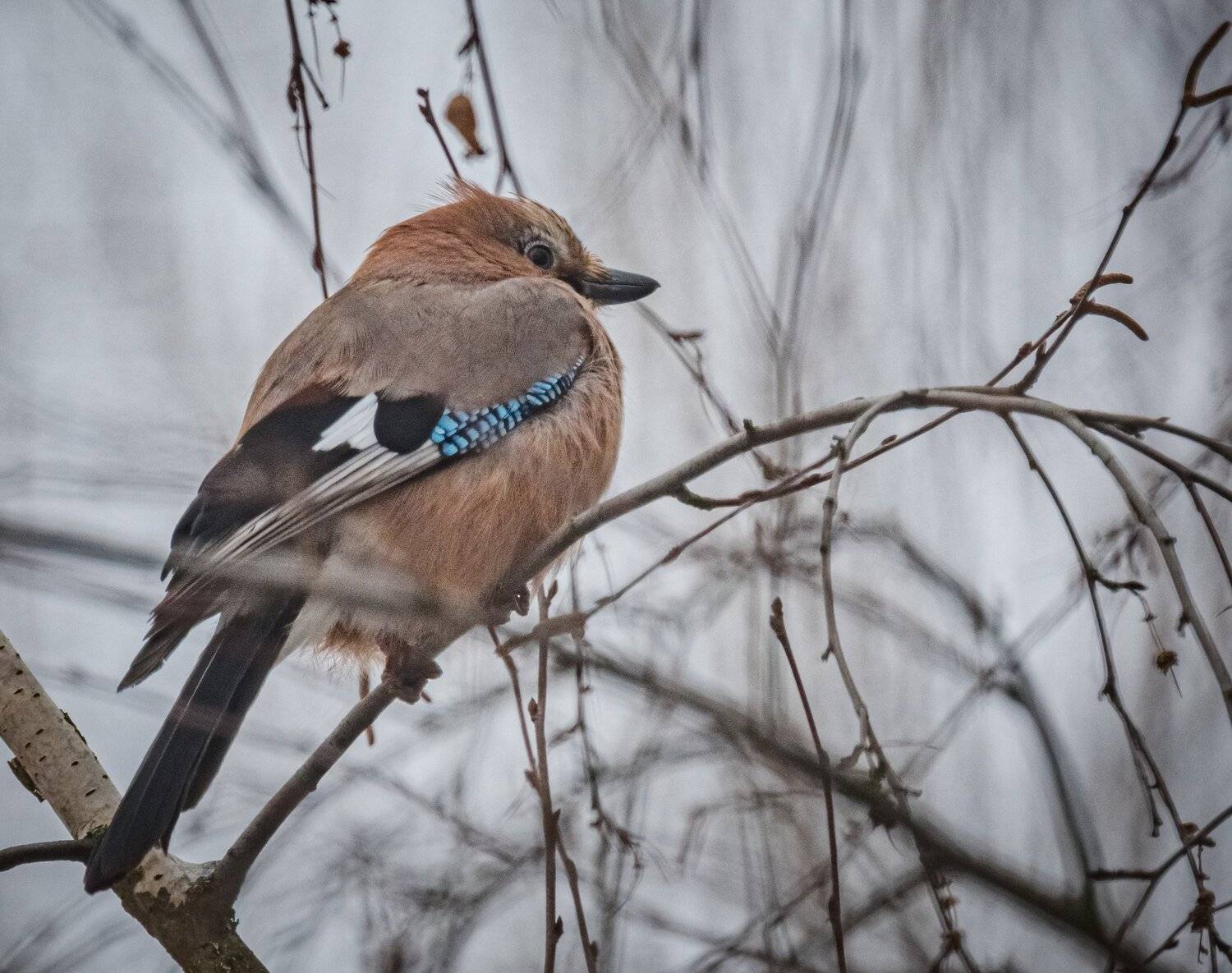 , Курлянцев Алексей