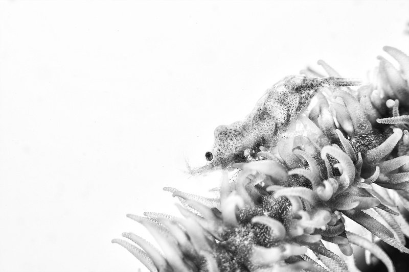 Snowwhite фото превью