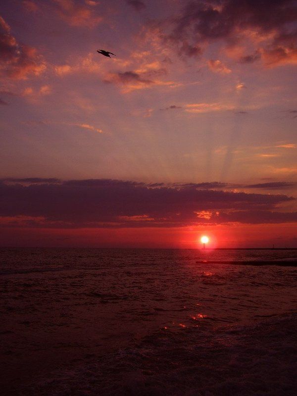 закат, море, сочи Розовый закат с чайкой фото превью