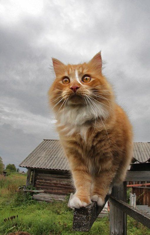 Охотник фото превью