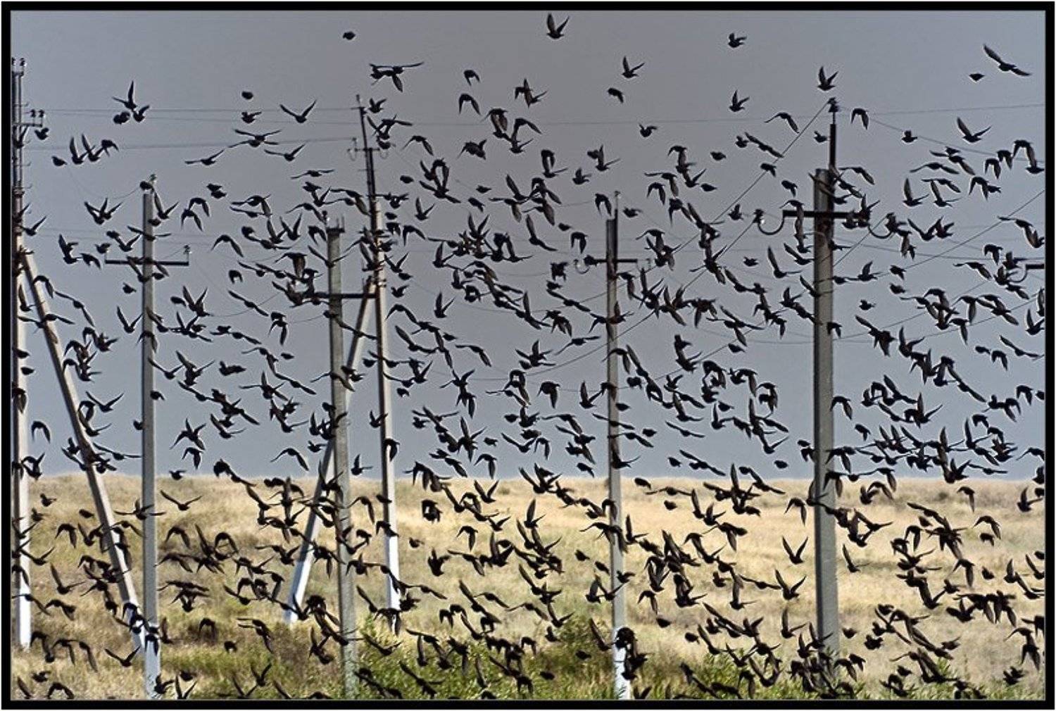 птицы,стая, Качурин Алексей
