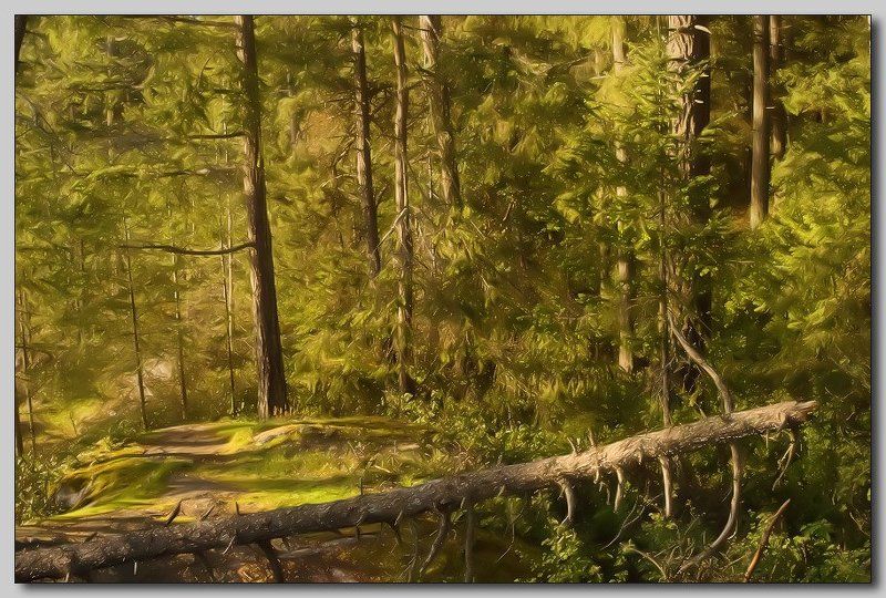 Лесное благолепие фото превью