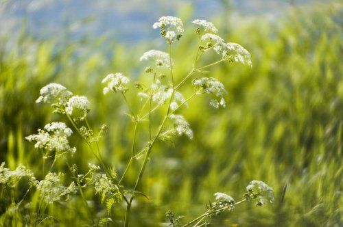 Летние шапочки