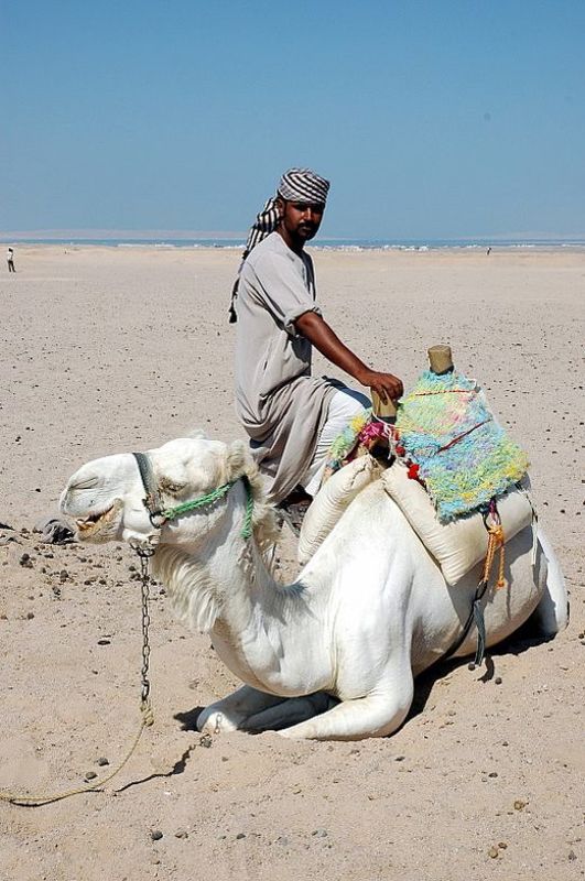 верблюд, пустыня обитатели пустыни1 фото превью