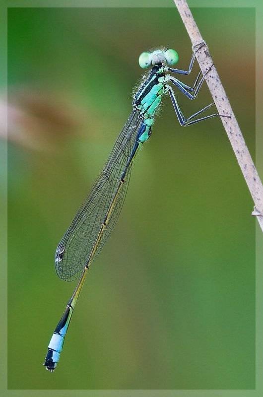 стрекоза, одоната, odonata, macro, Amazon-san