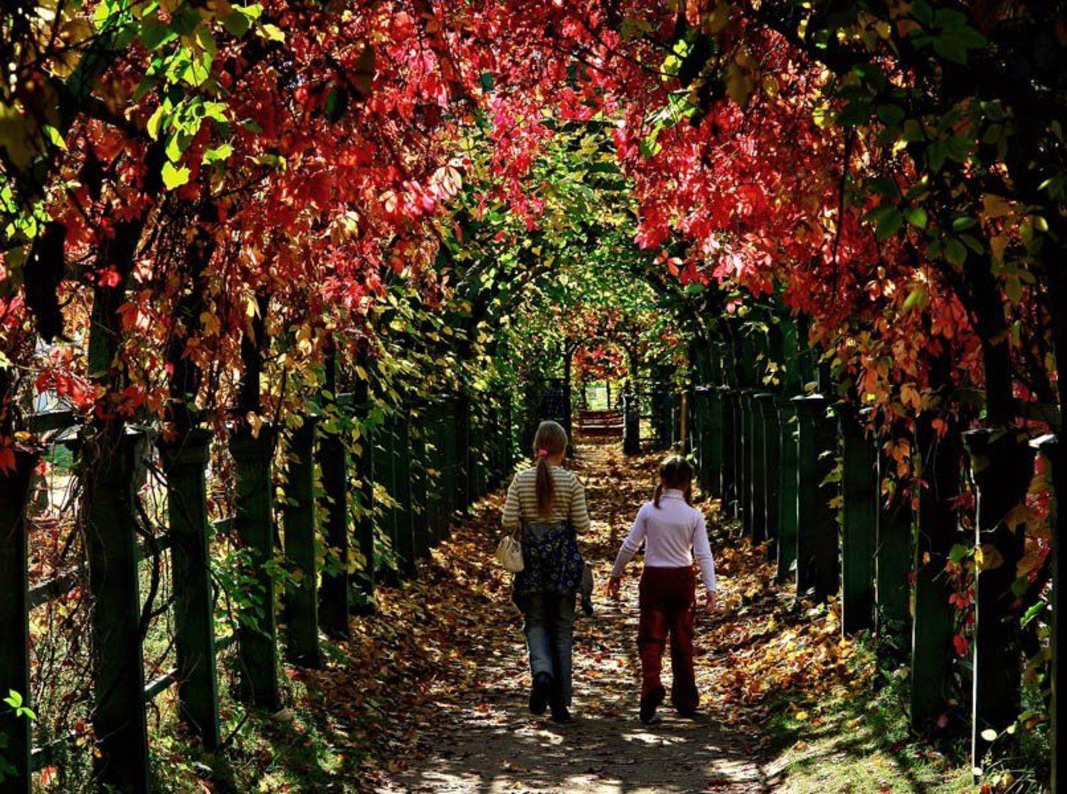 петергоф, осень, Скиталец