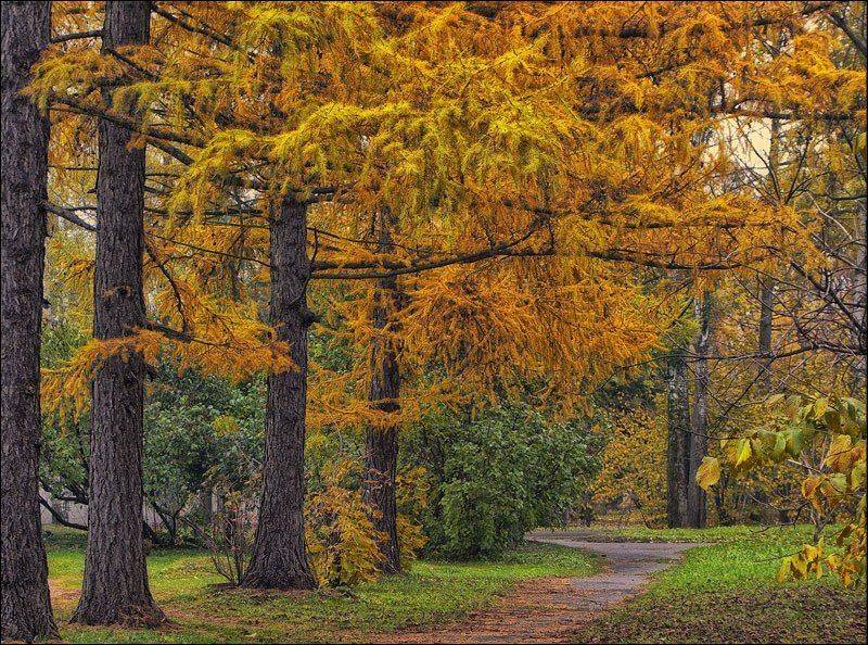 осень, Наталья Захарова
