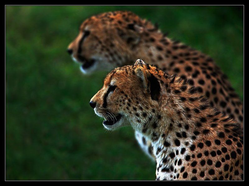 Братья фото превью