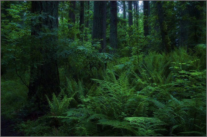 Сумерки природы фото превью