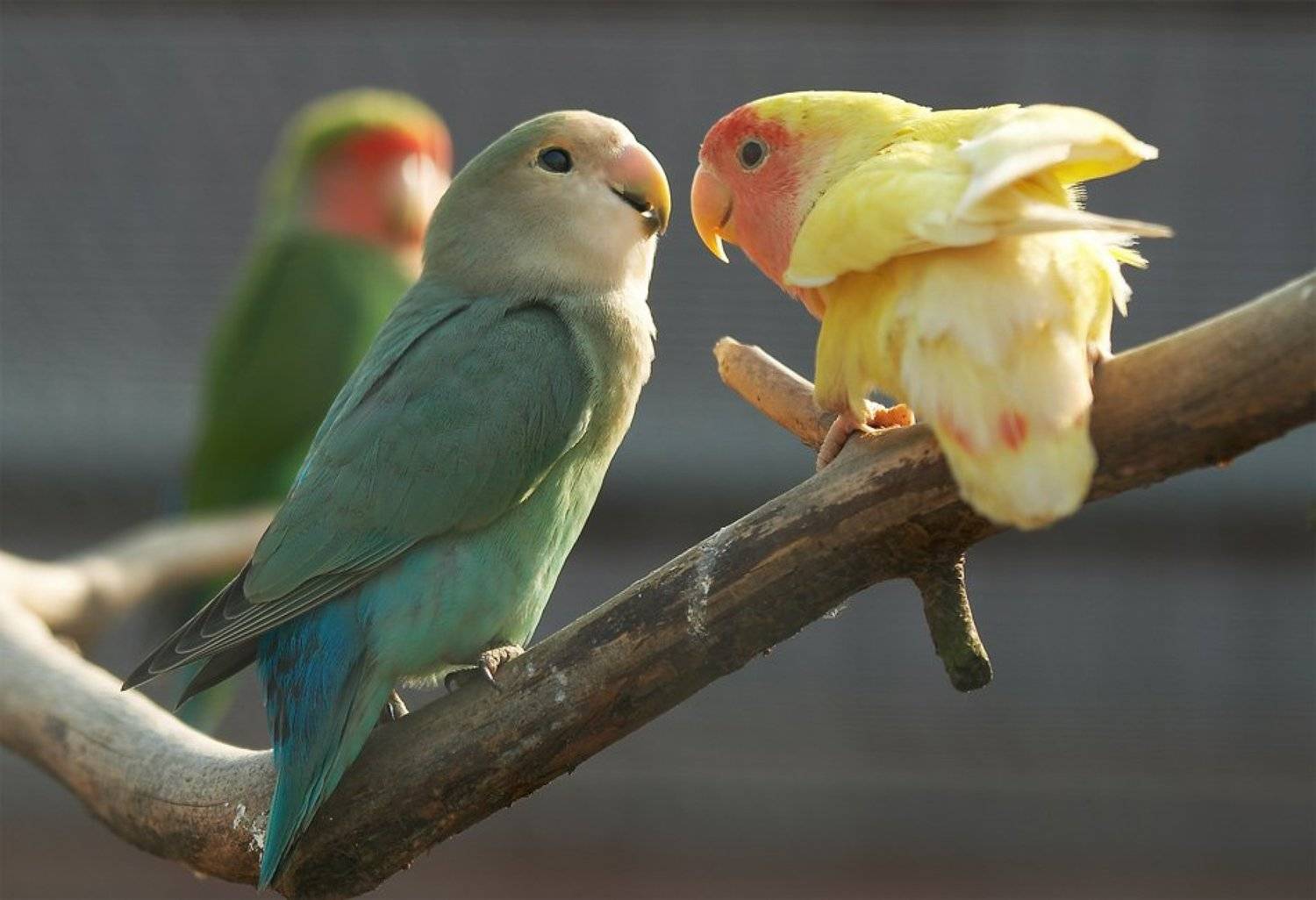 , Михаил Русанов