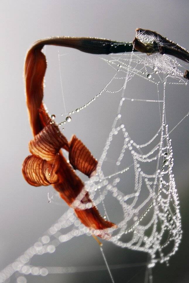 паутина,макро,осень,цветы,туман,утро,башкирия, savirishka