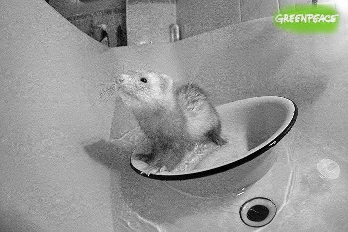 хорёк, Владимир