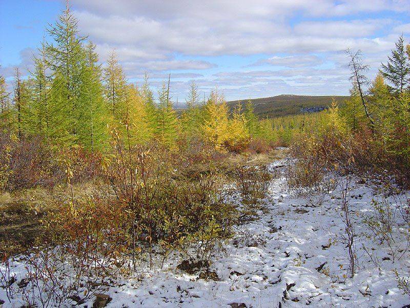 тайга,осень,снег, Солодухин Виктор