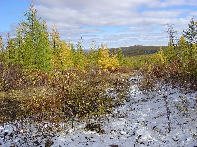 тайга,осень,снег Первый снег фото превью