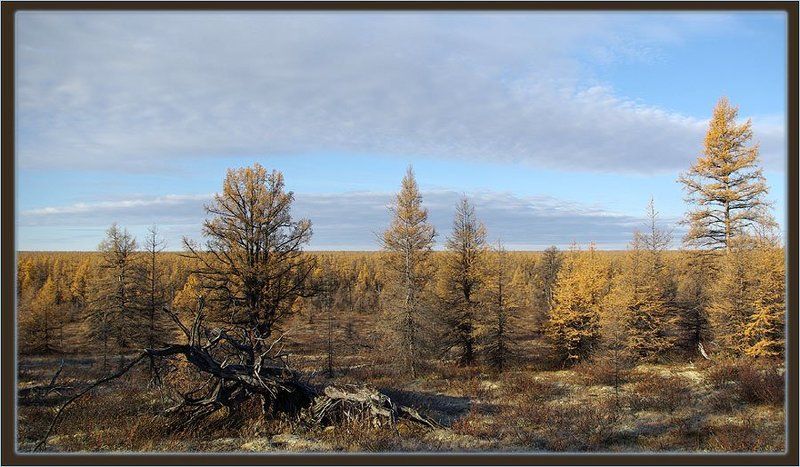 тайга,осень Последние краски осени фото превью