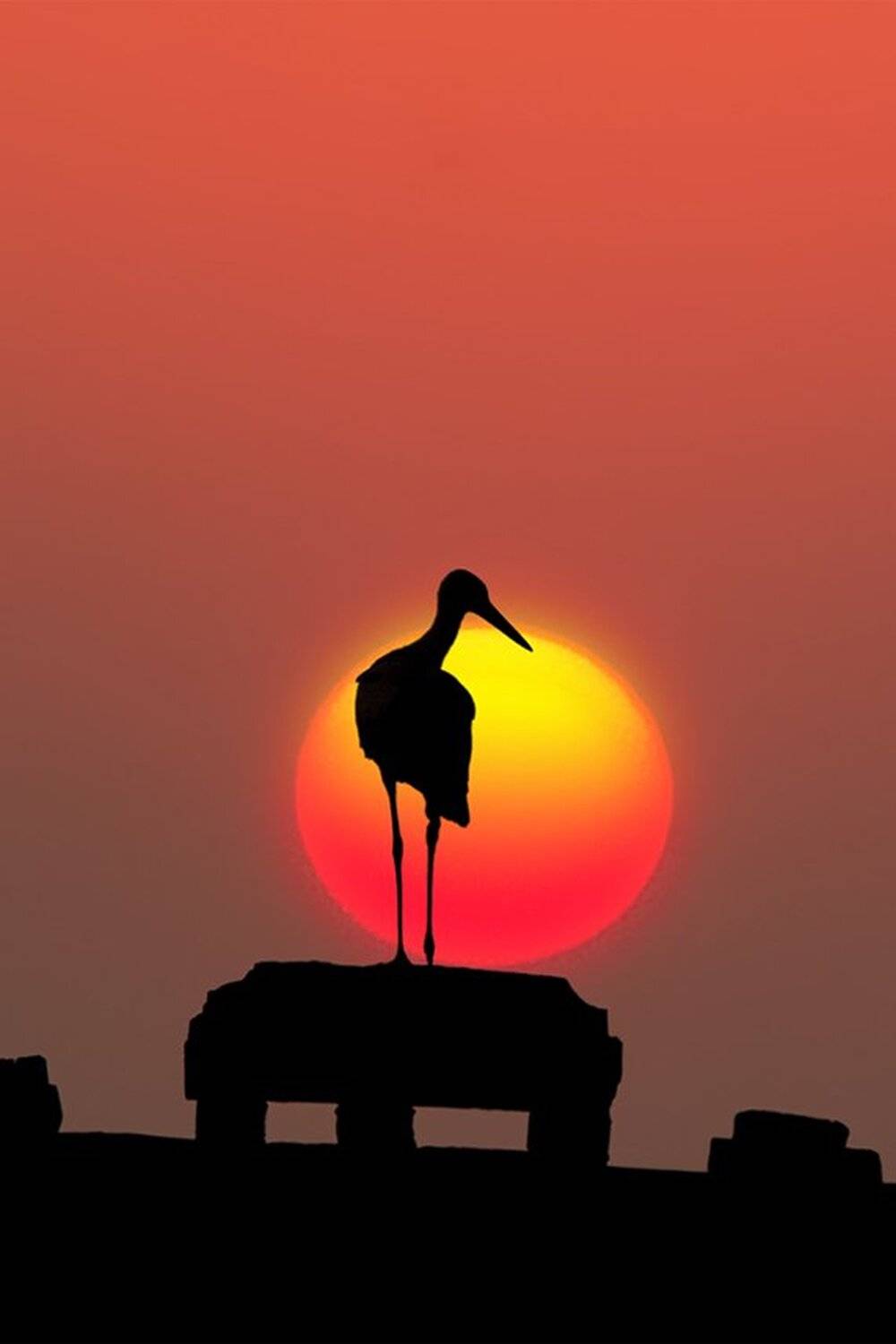 аист, который, приносит, детей, DemiurG