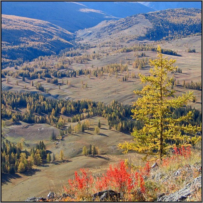 алтай, горы, горный алтай, язула, башту, осень, лиственница, аня графова ***** фото превью
