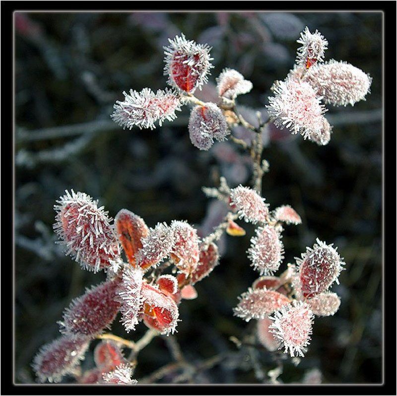 голубичник,изморозь Изморозь фото превью
