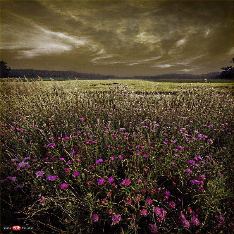 поле цветы горы, Виктор Перякин