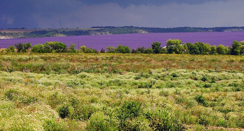крым , гроза , лавнда Саванна фото превью