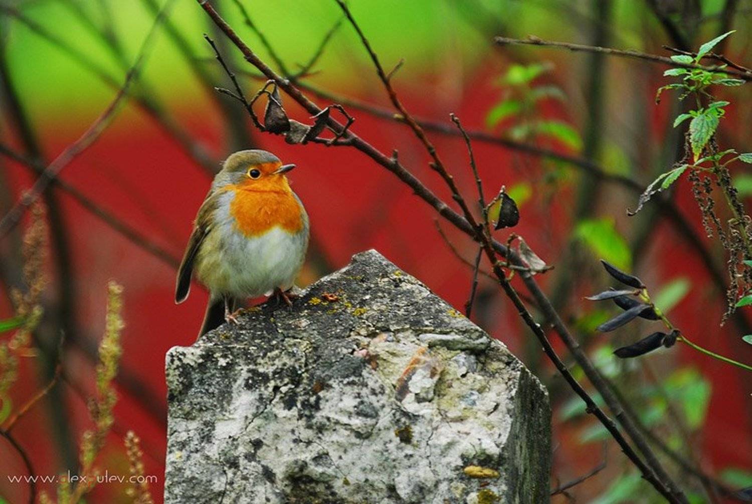осень,краски,птицы,природа,осенние этюды, Александр Путев