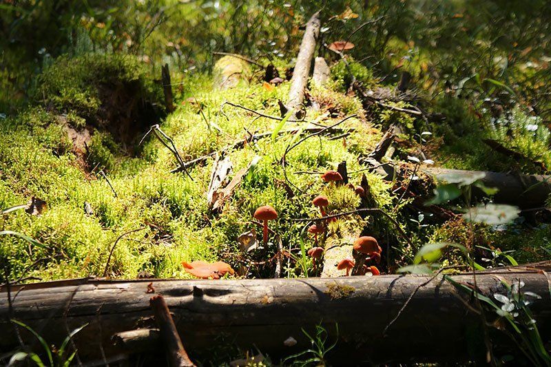 В лесу фото превью