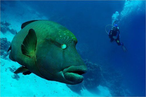 Люди и Наполеоны