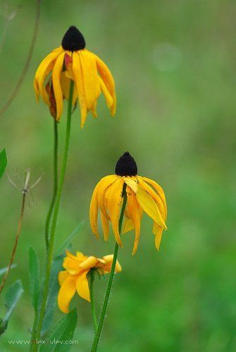 краски Осени 2