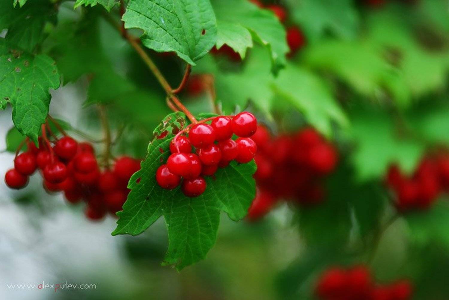 осень,краски,калина,природа,осенние этюды, Александр Путев