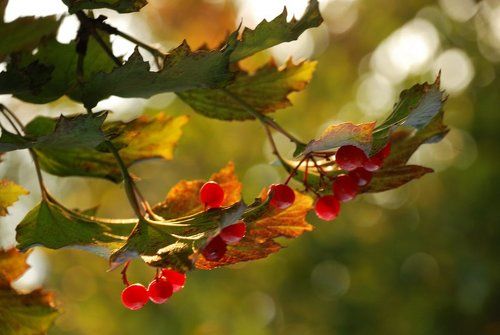 Калина такая