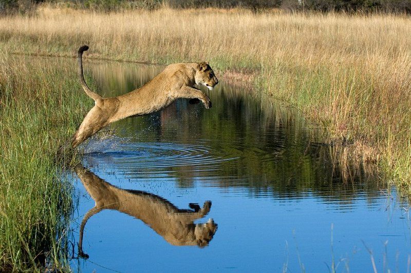лев, горшков, gorshkov Прыжок фото превью