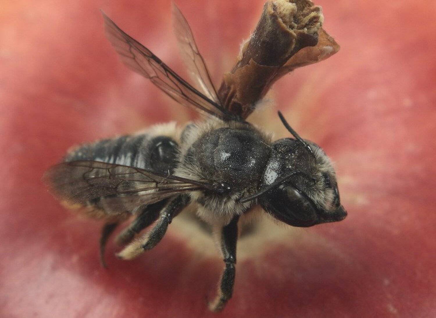 оса, яблоко, насекомое, slava_vn