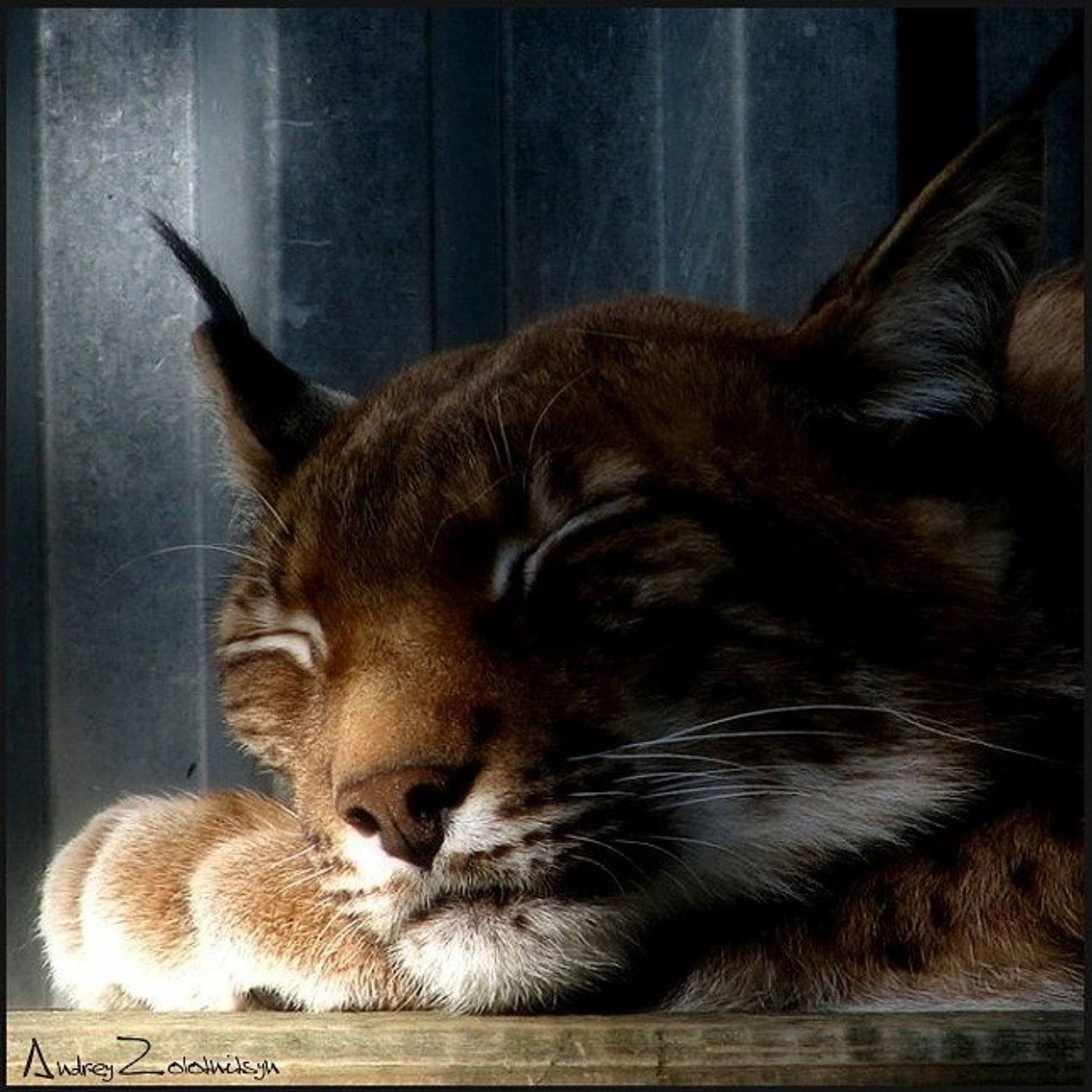 рысь, кошка, животные, Andrey Zolotnitsyn