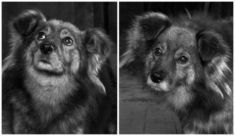 собака, друг, старость, печаль в глазах Малыш фото превью