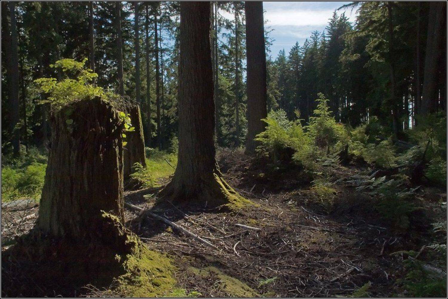 , Alexandre Michourovskii