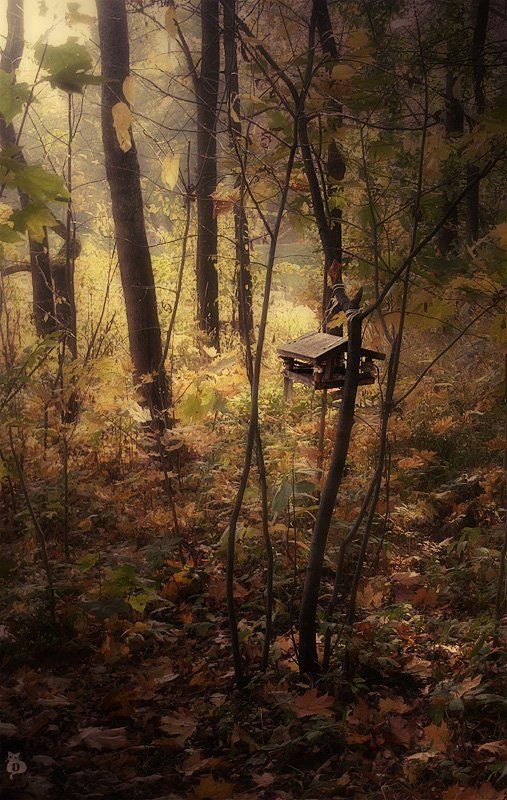 дом, осень, настроение, отношение Дом моей Осени фото превью