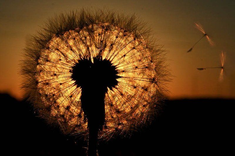 одуванчик, мечтающий стать солнцем фото превью